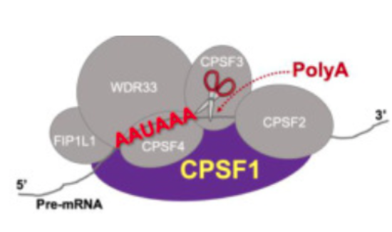 Xxx Hd Savariya Ray - Epidermal progenitors suppress GRHL3-mediated differentiation through  intronic polyadenylation promoted by CPSF-HNRNPA3 collaboration - Canadian  Association for Research in Regenerative Medicine